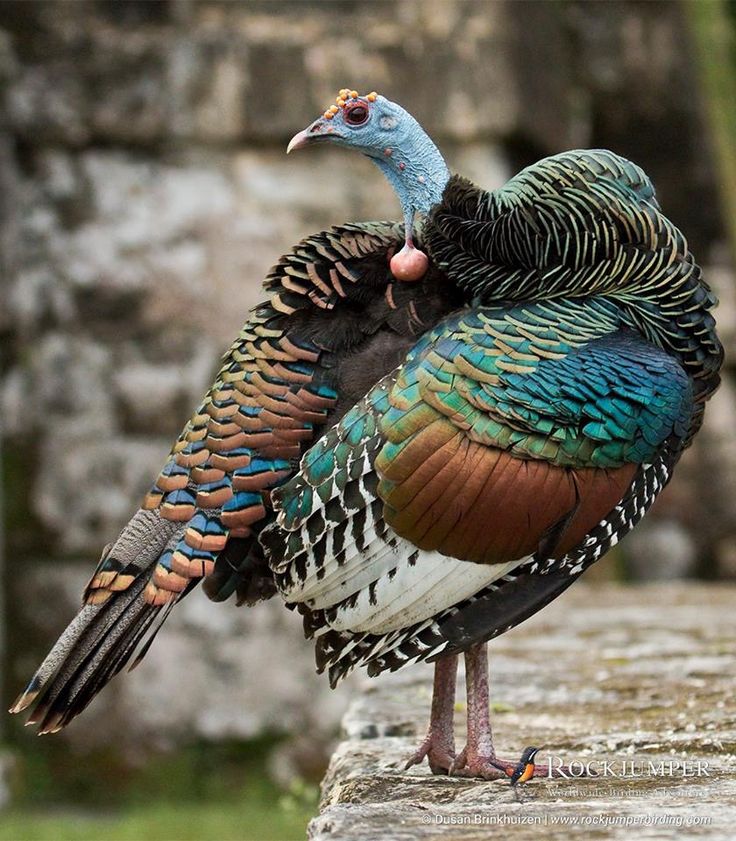 Bird Club Monthly Mystery Yarn - November