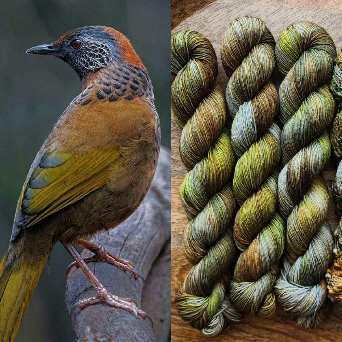 PRE-ORDER: Chestnut-Crowned Laughingthrush