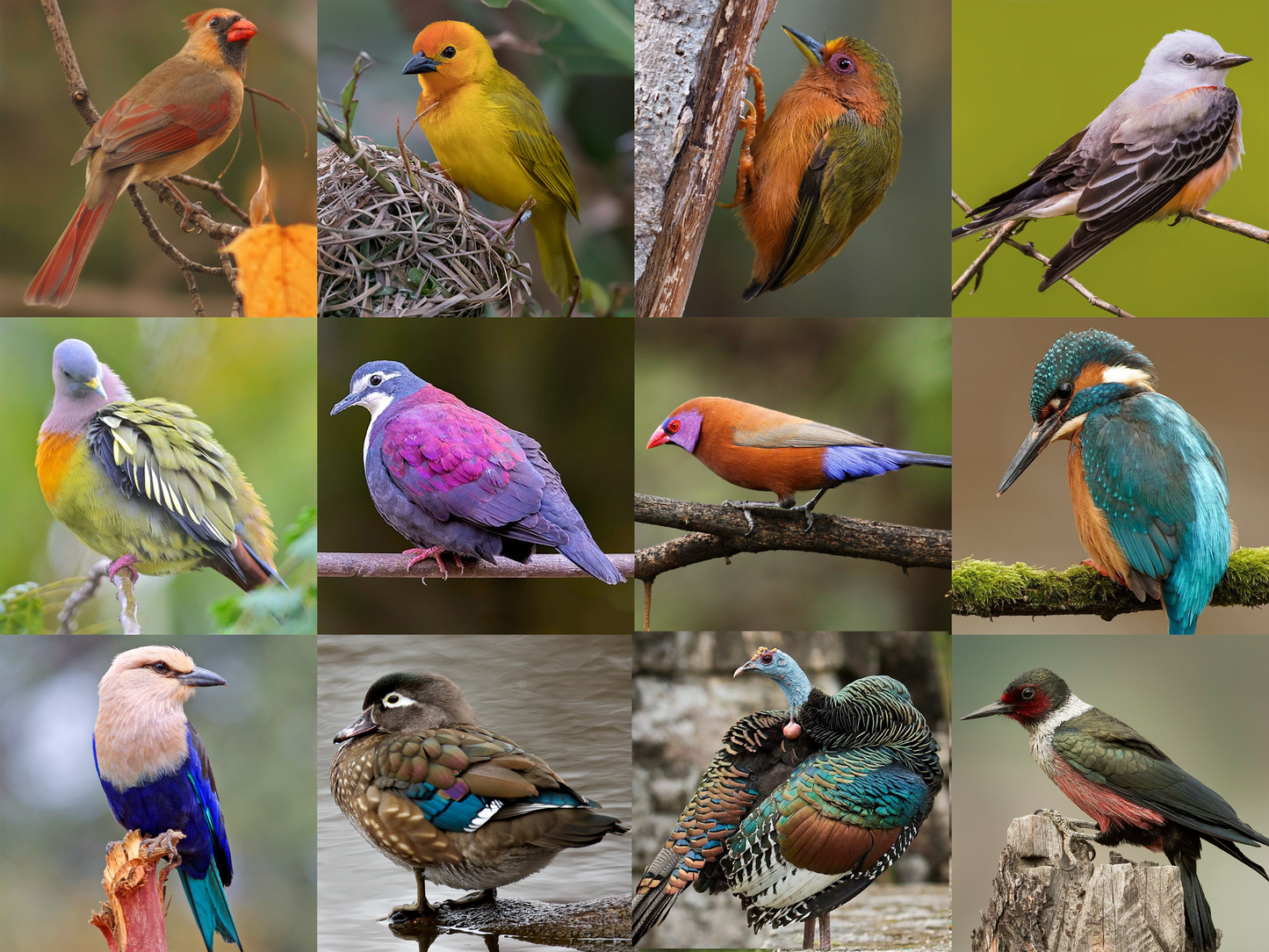 2025 Bird Club - 12 Month Subscription