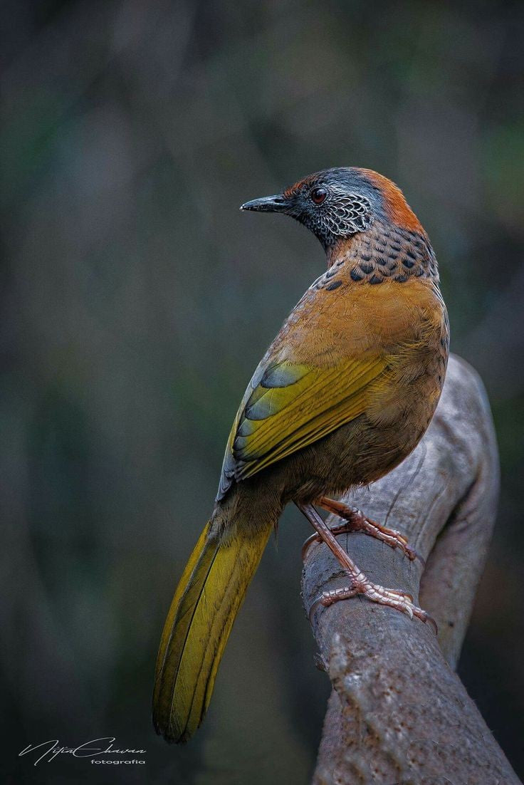 PRE-ORDER: Chestnut-Crowned Laughingthrush