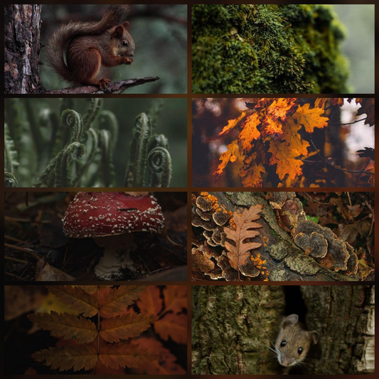 2025 Woodland Winter Box: Surprise Edition